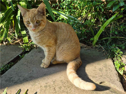 Gato para adoção Macho Médio 7 a 11 meses