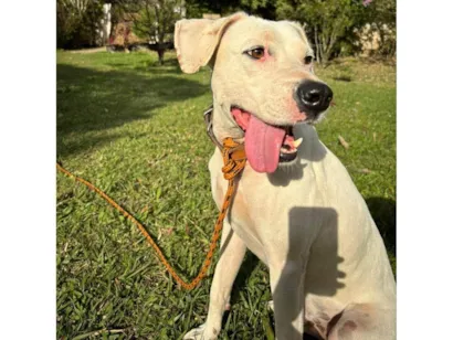 Cao SRD-ViraLata Medio 2-anos