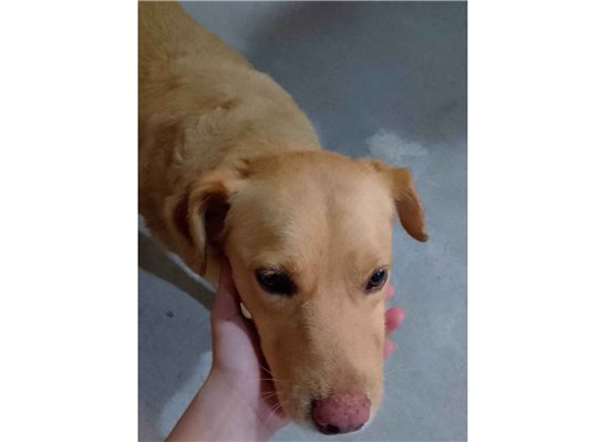 Cachorro cão para adoção Fêmea Médio  2 anos 
