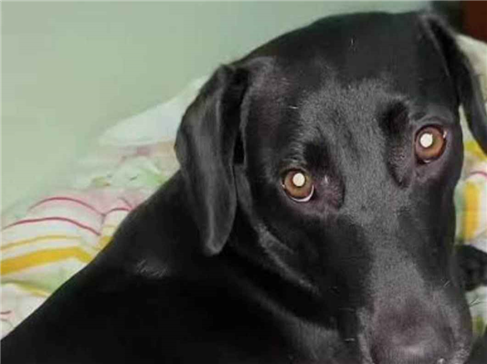 Cachorro cão para adoção Fêmea Médio  2 anos 
