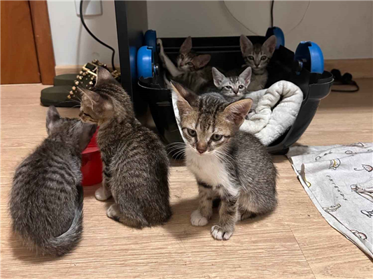 Gato para adoção Ambos Pequeno Abaixo de 2 meses