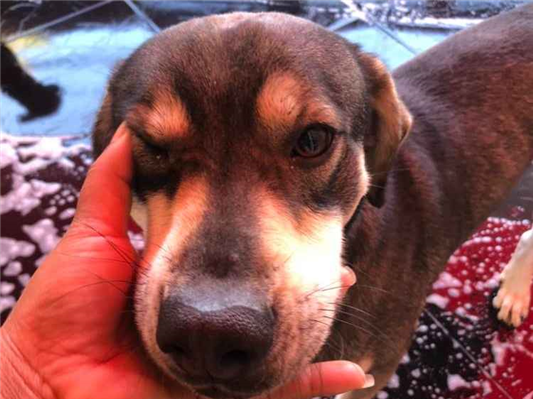Cachorro cão para adoção Macho Grande 1 ano 