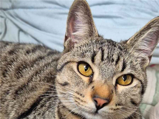 Gato para adoção Macho Médio 7 a 11 meses