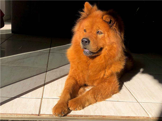 Cachorro cão para adoção Fêmea Médio  7 a 11 meses 