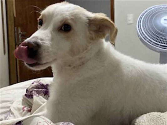 Cachorro cão para adoção Macho Médio  3 anos 