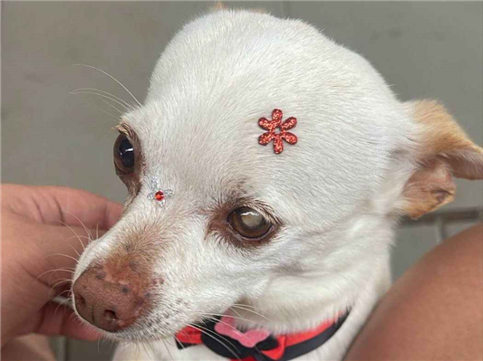 Cachorro cão para adoção Fêmea Pequeno 5 anos 