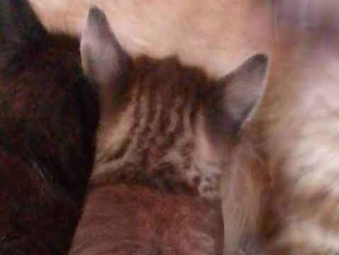 Gato para adoção Fêmea Pequeno 2 a 6 meses