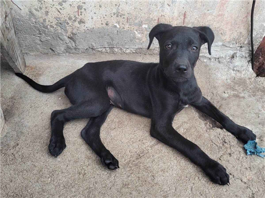 Cachorro cão para adoção Macho Médio  2 a 6 meses 