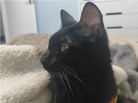 Gato para adoção Fêmea Pequeno 1 ano