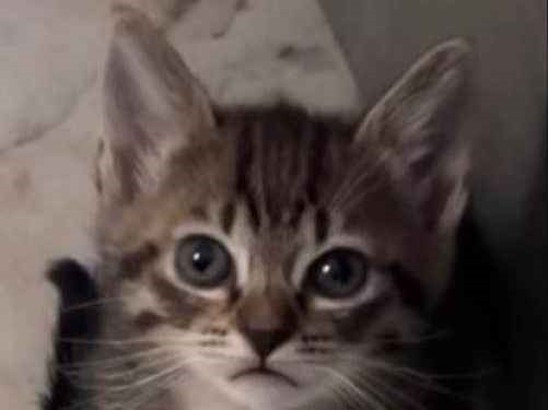 Gato para adoção Fêmea Médio 2 a 6 meses