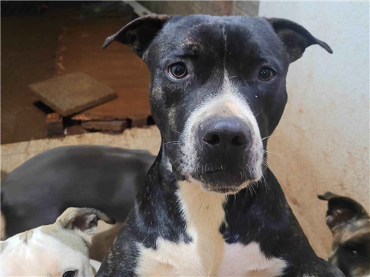 Cachorro cão para adoção Macho Médio  1 ano 