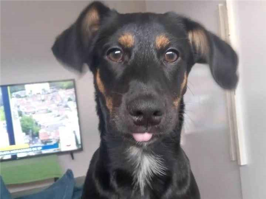 Cachorro cão para adoção Macho Médio  2 a 6 meses 