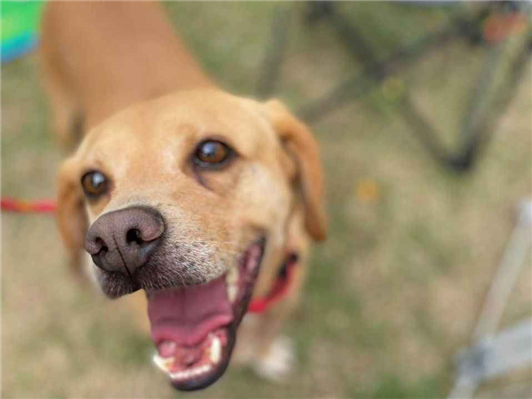 Cachorro cão para adoção Macho Médio  5 anos 
