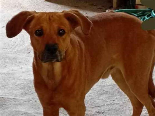 Cachorro cão para adoção Macho Médio  6 anos Acima 