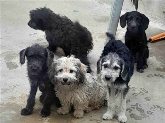 Cachorro cão para adoção Ambos Médio  7 a 11 meses 