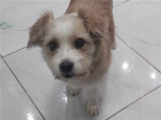 Cao Procura-Perdido Macho Médio 7 a 11 meses 