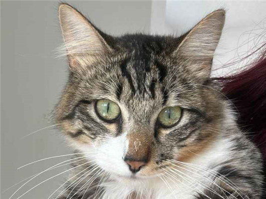 Gato para adoção Macho Grande 1 ano