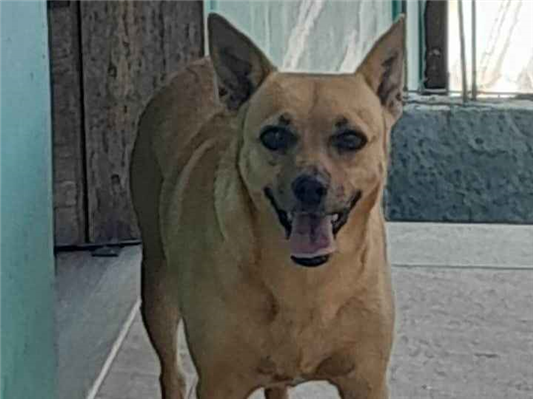 Cachorro cão para adoção Fêmea Médio  5 anos 