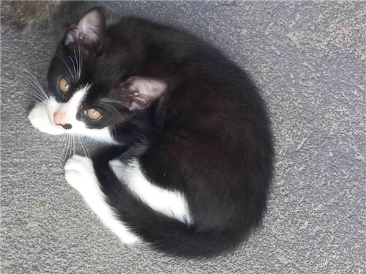 Gato para adoção Macho Médio 2 a 6 meses