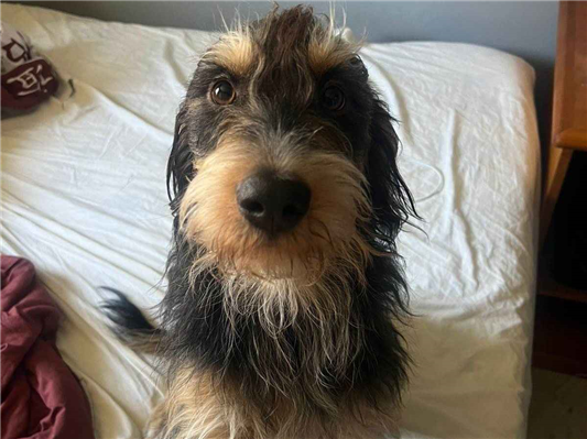 Cachorro cão para adoção Macho Grande 1 ano 