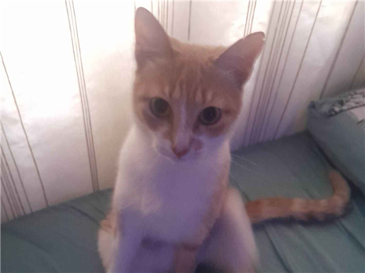 Gato para adoção Fêmea Pequeno 2 anos