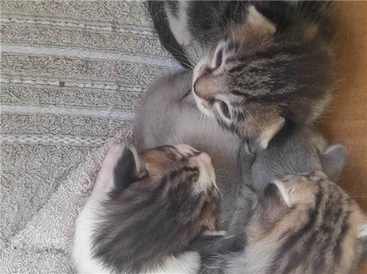 Gato para adoção Ambos Pequeno Abaixo de 2 meses