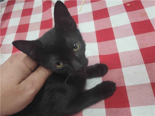 Gato para adoção Macho Pequeno Abaixo de 2 meses