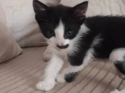 Gato SRD-ViraLata Pequeno 2-a-6-meses