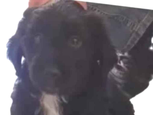 Cachorro cão para adoção Macho Médio  2 a 6 meses 