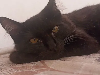 Gato SRD-ViraLata Medio 7-a-11-meses