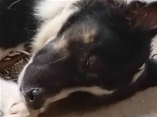 Cao - Macho Médio2 anos