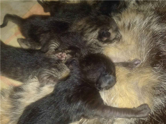 Gato para adoção Ambos Pequeno Abaixo de 2 meses