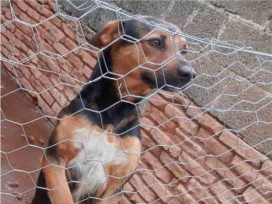Cachorro cão para adoção Macho Médio  2 anos 
