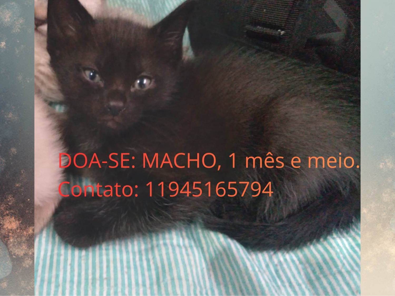 Gato SRD-ViraLata Pequeno Abaixo-de-2-meses