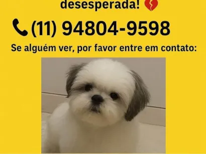 Cao Shitzu Pequeno 2-anos