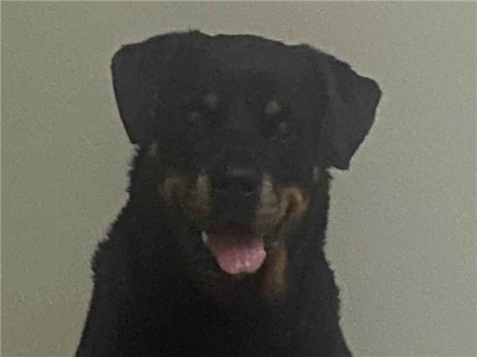 Cachorro cão para adoção Fêmea Grande 6 anos Acima 