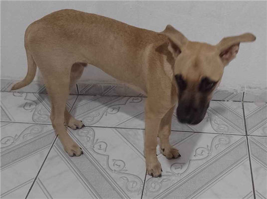 Cachorro cão para adoção Macho Médio  2 a 6 meses 