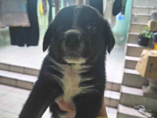 Cachorro cão para adoção Macho Grande Abaixo de 2 meses 