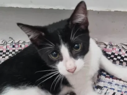 Gato SRD-ViraLata Medio 2-a-6-meses