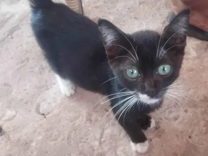 Gato SRD-ViraLata Pequeno 2-a-6-meses