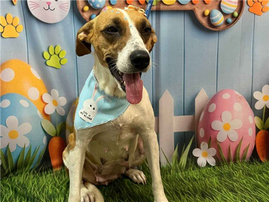 Cachorro cão para adoção Fêmea Médio  2 anos 