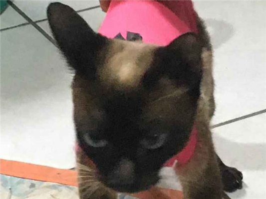 Gato para adoção Fêmea Pequeno 7 a 11 meses
