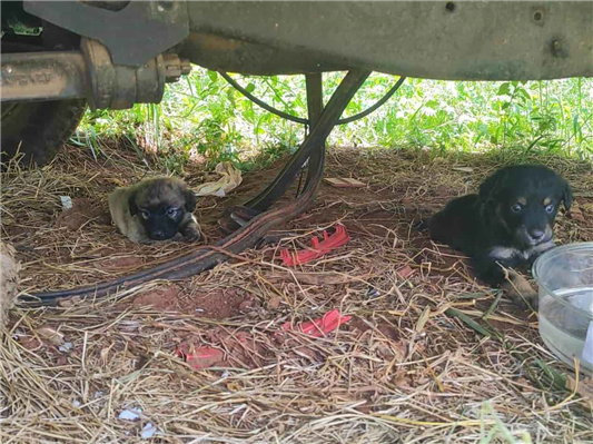Cachorro cão para adoção Ambos Médio  Abaixo de 2 meses 