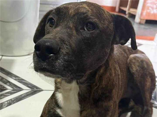 Cachorro cão para adoção Macho Médio  3 anos 