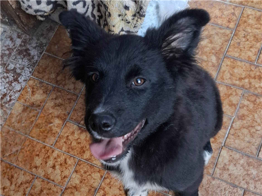 Cachorro cão para adoção Macho Médio  2 a 6 meses 