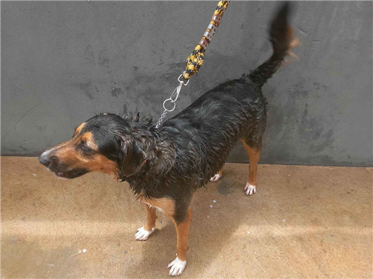 Cachorro cão para adoção Macho Grande 1 ano 