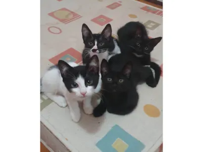 Gato SRD-ViraLata Pequeno 2-a-6-meses