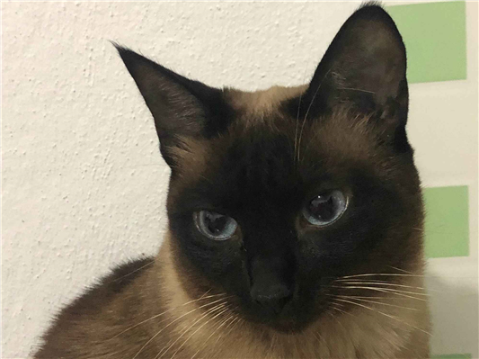 Gato para adoção Fêmea Médio 5 anos