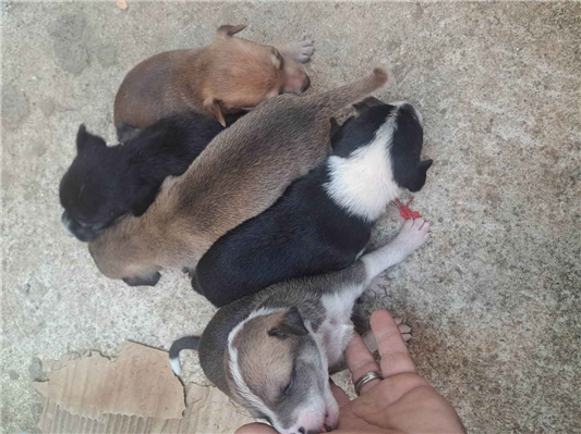 Cachorro cão para adoção Fêmea Pequeno Abaixo de 2 meses 
