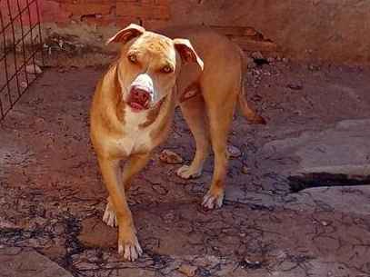 Cachorro cão para adoção Macho Médio  1 ano 